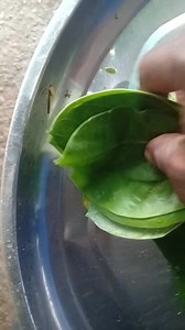 Linco Blessed on Reels