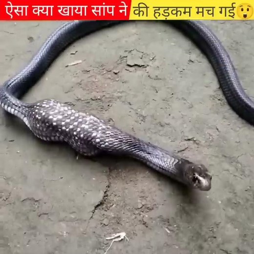 सांप ने खाया कुछ हैरान कर देने वाला 😱🐍🐍 Pt-8 #shorts #snake ‪@MurliwaleHausla‬
