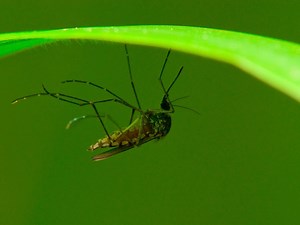 Shrewsbury Getting 'Enhanced' Spraying For EEE Mosquitoes