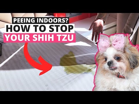 How to Teach your Shih Tzu to not Pee in the House