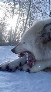 Digest some amazing facts about wolves during our FREE LIVE “Gray Wolves of Alaska” program broadcast from our wolf habitat tomorrow, April 2nd at 11am AK time. Gain the unique opportunity to discover how family groups of wolves survive in Alaska, joined by our very own gray wolves of the Alaska Zoo. We can have 500 participants thanks to donations by zoo photographer John Gomes and LuLaRoe FullHart Boutique! Access at https://zoom.us/j/588722372 before 11am. Book a private Distance Learning Adv