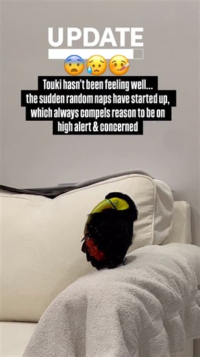 King 👑 Touki on Instagram: "ICYMI - Recap of last week’s shenanigans. Pt I. ❤️‍🩹"