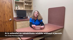 🦉🦔 How to Help Injured Wildlife (or Orphaned Wildlife) 🦝🐿 When you suspect that a wild animal is injured or an orphaned baby, you want to help! That’s wonderful. Pam of Grady Veterinary Hospital is here with tips for what NOT TO DO with injured or orphaned wildlife– and also the steps you CAN take. Visit our website for links to Pam's resources: https://www.gradyvet.com/blog/how-to-help-injured-wildlife-or-orphaned-wildlife/ | Grady Vet