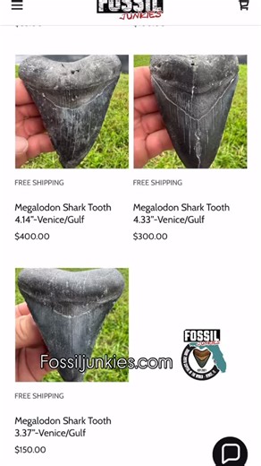 16 reactions | New Megalodon shark teeth just went up on our website—check them out at FossilJunkies.com. Prehistoric fossils • authentic shark teeth • Venice Florida diving 麗 #Megalodon #SharkTeeth #FossilHunting #VeniceFlorida #FossilCollectors | Fossil Junkies | Facebook