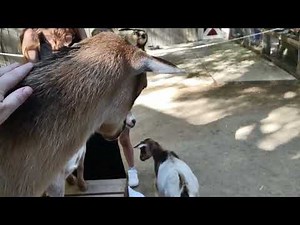 Young goats at the zoo