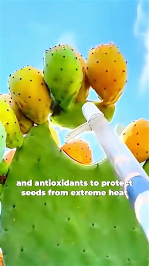 Cactus Fruit Is Way Wilder Than You Think