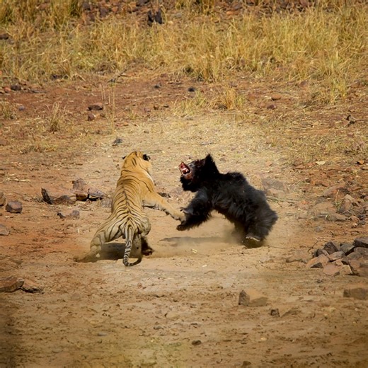 36M views · 426K reactions | Respect to that mama bear | Newsner.com | Facebook