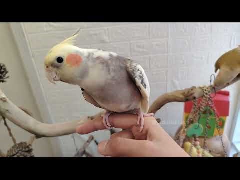 Candy the Cockatiel sings anywhere, anytime! 🤭🎶🦜💖 #cockatielscraze