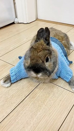 11 reactions | Bunny Vibe Daily #Bunny #Rabbit #Vibe | The Bunny Vibe | Facebook