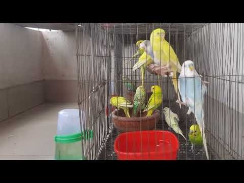 Budgie Growth Stages | Day 163 of Babies Time lapse🐦