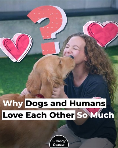Dogs and humans have a long shared history. | Sunday Roast