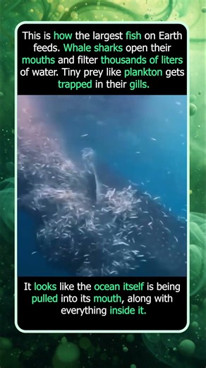 How the World’s Largest Fish Actually Eats