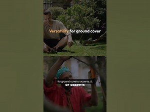 Evergreen Garden Essentials GardenEssentials Boxwood DwarfSpruce Holly Juniper facts soil