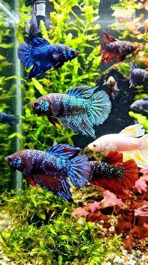 The Ultimate Galaxy Betta Fish Collection 🐠 #galaxybetta #aquascape #bluebettafish