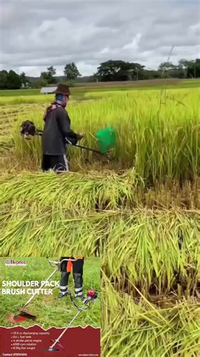 10K views · 66 reactions | The rice harvester attachment is specifically designed to handle dense and long grass like the one in the video, or even more. With it, it is easier to manage larger areas quickly and effectively  callbus on +254707414141 | Ikonic Agricultural Machines | Facebook