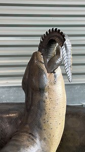 11K views · 91 reactions | There's a ssssuper-sized surprise waiting...