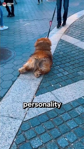 🐶 This Is the Laziest Dog Breed You'll Ever See! 😱