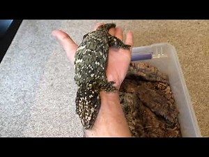 How to Care for Leachianus Geckos
