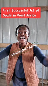 Semanhyia L&D Farm is proud to announce our first Successful Artificial Insemination in Goats, Making Us The First in West Africa!#semanyiafarms #farminginafrica #artificialinsemination #GoatAI #livestock #livestockfarming #discovery | Farming In Africa