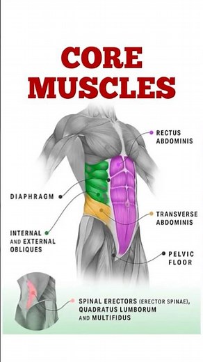 Physio: What are Core Muscles? #health #muscles #fitness #core