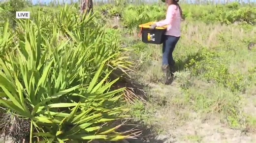 2.1K views · 39 reactions | WATCH NOW | The Florida Forest Service released numerous gopher tortoises at a newly established conservation recipient site within Picayune Strand State Forest. #wftx #tortoise https://www.fox4now.com/collier-county/24-gopher-tortoises-released-into-new-conservation-site | Fox 4 | Facebook
