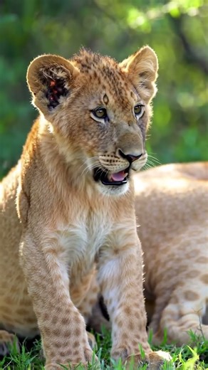 Lion Cubs Are The Cutest Things On Earth