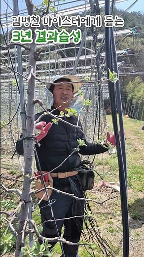 3년생 가지 안정적으로 꽃이 피고 열매를 맺는 시기 사과나무의 3년 결과습성 #사과나무 #결실습성 #사과농사 #사과재배 #결과습성 #2축묘 #잉매힐스사과농원