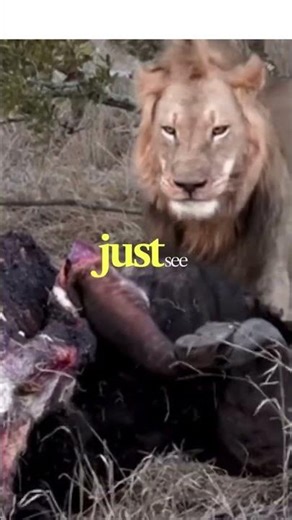 How Lions See You In Complete Darkness 😨🦁
