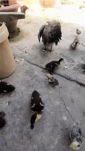 #cảnh máy làm cỏ#vịt xiêm