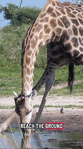 170K views · 1.6K reactions | Giraffe yoga pose: water break edition! | Nature | PBS | Facebook