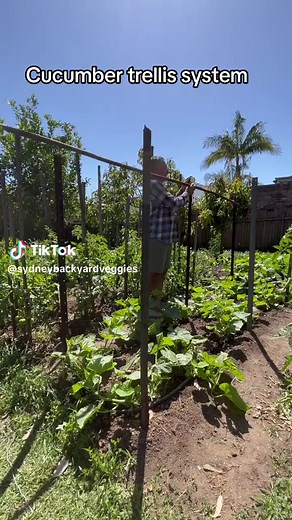 Effective String Trellis System for Cucumbers | Grow More Plants!
