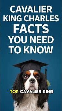 CAVALIER KING CHARLES SPANIEL VIDEOS ✅ The TRUTH About This Breed! Pros & Cons & Puppy Training Tips