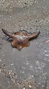 8.4M views · 106K reactions | The first of two bison skull caps found yesterday. Typically, there's nothing buried beneath a foramen magnum that you find on a gravel bar, it's normally just broken off and lying partially buried by itself. But luckily, this time there was something beneath it. | Bison Bison Paleo Fossils | Facebook
