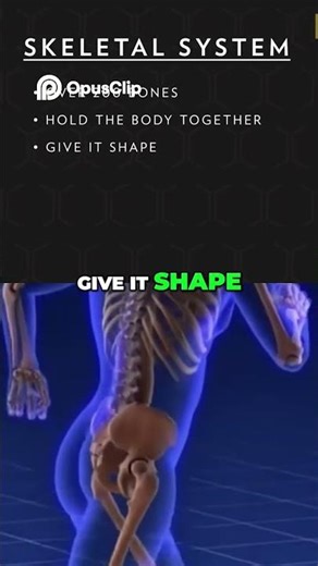 Your Body's Amazing Systems Bones, Muscles, Heart, Brain!