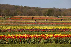 This New Jersey Farm Feels Like You’re in the Netherlands for Tulip Season—and It Opens Today