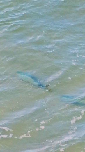 New Episode just went live! Search JE Wilds Fishing on youtube, some very cool scenes in this one. We sight cast to some monsters! Another good trip with the old chum @cavyfishing | JE Wilds - (Joe Edlington) - Hunting and Fishing