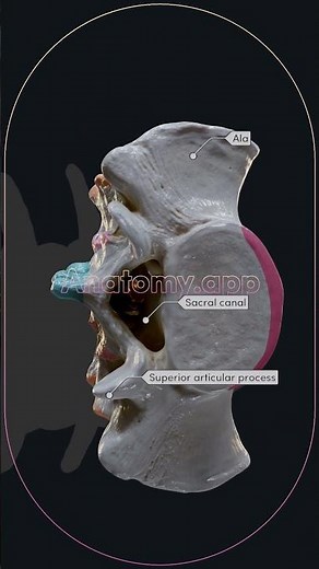 Lower parts of the spine (lumbar vertebrae, sacrum, and coccyx)
