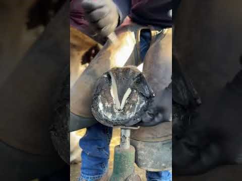 Hoof Craftsmanship: The Art of Equine Pedicures