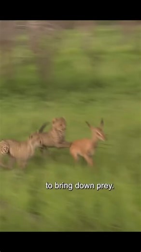 Cheetahs in the wild. #cheetahs #wildlife #wildanimals #animals #animalworld #animalphotography #animallover #impala #foryou | Wildlifetobe | Facebook