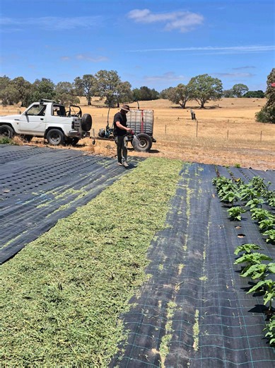 Grow Flowers Successfully: Learn from Farming Mistakes