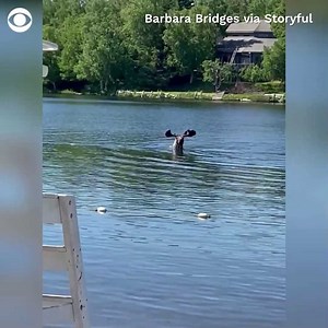 46K views · 429 reactions | COOL DIP: A moose enjoys a leisurely swim in Anchorage, Alaska, surprising those enjoying a sunny day at Jewel Lake. | CBS News | Facebook