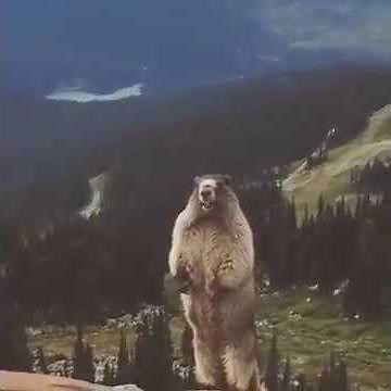 Marmot Scream