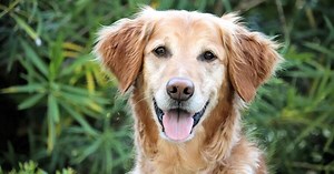 Cancer vaccine for dogs almost doubles survival rates in clinical trial