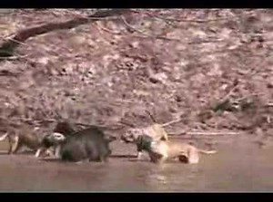 "Dogs Gone Wild" Texas Style