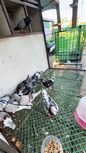 Kalapati: Paano Kilalanin at Alagaan ang Mayayamang Kalapati