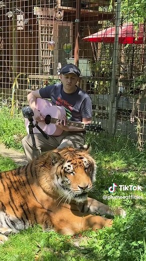 So that was insane.. 🫣😅 Thank you @Tigres et Lions en Normandie for having me ! #animal #animals #tiger #tigers