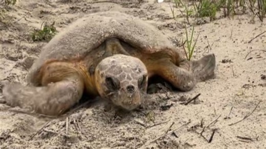 Oldest Nesting Loggerhead On Record Returns To Jekyll Island To Lay Her Eggs