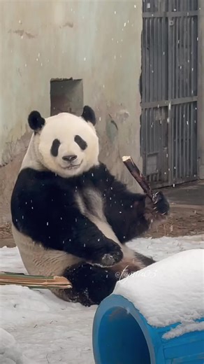 萌兰[超话]#北京动物园萌兰的真实生活 2026.3.5 星期四 小雪 -1-5度 湿度79 竹子竹叶不适口第 10天 8：00-8：40分不能自由进出第527天 4顿加餐外放147天 「玩具的摆放」 新木马没有回归。 「全天状态」 又是很糟糕的、没有停歇的一天！ 活动量巨大，竹子没吃，竹笋少的可怜，基本全天都在进进出出，饲养员门口爬笼、扒门、走圈、挖坑…… 嘴角白沫明显，未见任何安抚干预。 竹子已经10天不能吃了，换竹子！归还收走的玩具丰荣！请@北京动物园微博 饲养员对萌兰的焦虑情绪进行安抚和干预，而不是选择无视，任由萌兰自我调节。 「8：00-8：40分状态」 下雪了，早上没有看到吃竹子，饲养员门口看看，就去了水池，坐在黄色陀螺里，在水池的雪里躺着扒拉红球，打了两个滚，运动场右侧扒窗走，右侧角落原地转身，玻璃前扒拉地上的雪，溜达，饲养员门口扒窗。 8：09分饲养员门口爬笼，溜达，打包杠铃从滑梯上栖架，竹子位选竹子，没吃，继续走，左侧角落贴贴，玻璃前挖坑。 8：17分饲养员门口张望，洞口试探，门没开，扒内舍的窗户，上栖架，滑滑梯，继续溜达。 8：21分门口张望，洞口路过，门没开，溜达