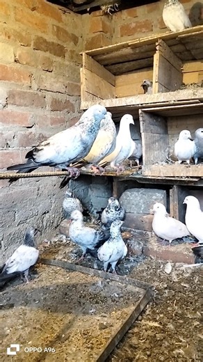 jode wala kabutar YouTube short video viral 🕊️🕊️🕊️🕊️🕊️