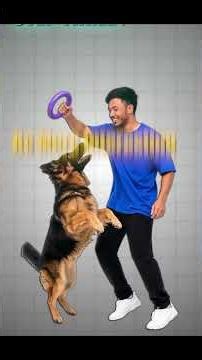 how to stop dog leash pulling now!pro tips for success#germanshepheard #dogclothing #dogclothing